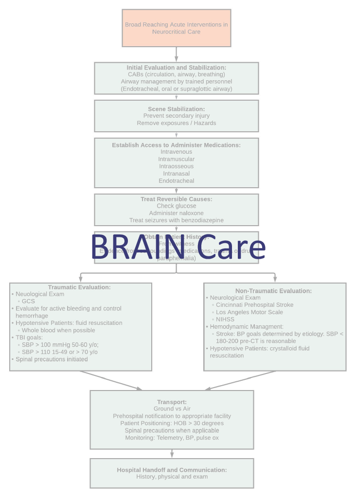 ENLS v6.0 Brain